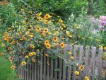 heliopsis-summer-nights-2