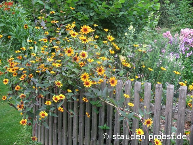 Heliopsis 'Summer Nights' - Sonnenauge