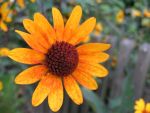 heliopsis-summer-nights
