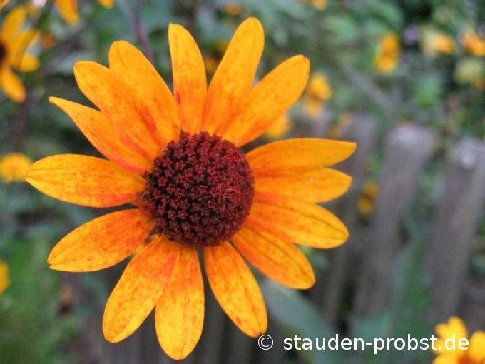 Heliopsis 'Summer Nights' - Sonnenauge