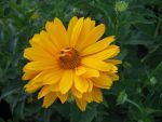 heliopsis-venus