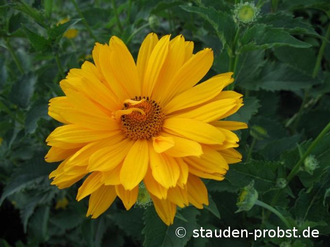 Heliopsis 'Venus' - Sonnenauge