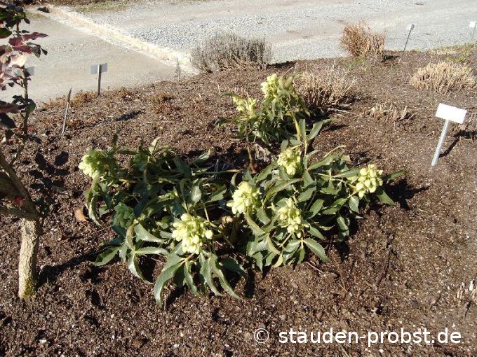 Helleborus argutifolius - Christrose, Schneerose