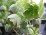 helleborus-foetidus