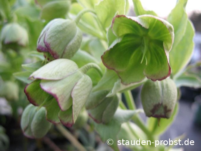 Helleborus foetidus - Palmblatt Nieswurz