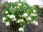 helleborus-niger-praecox-2