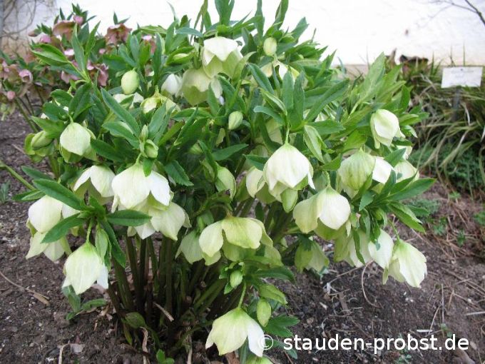 Helleborus niger 'Praecox' - Christrose