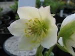 helleborus-niger-praecox