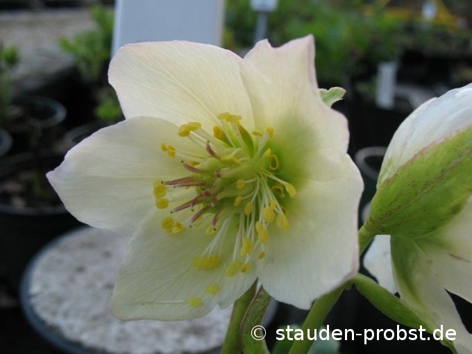 Helleborus niger 'Praecox' - Christrose