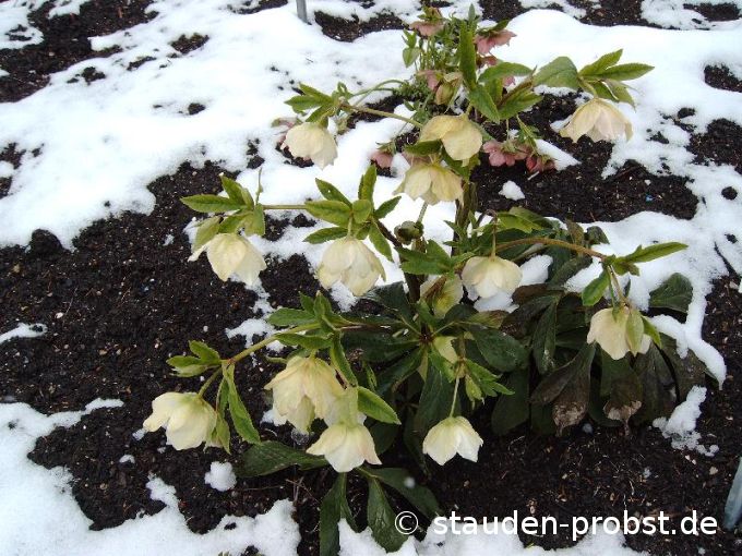 Helleborus niger - Christrose