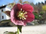 helleborus-orientale-metallic-blue-lady-2