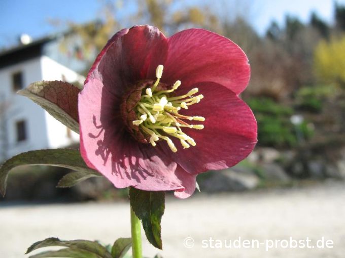 Helleborus orientale 'Metallic Blue Lady' - Christrose