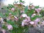 helleborus-orientalis