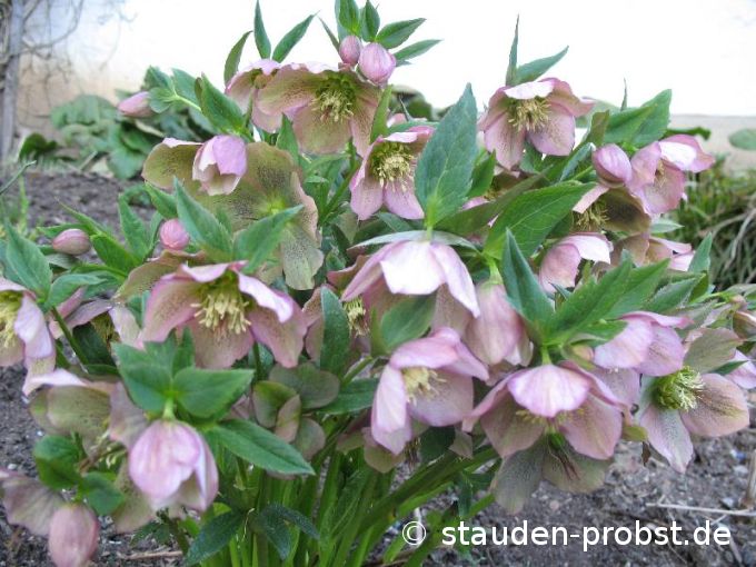Helleborus orientalis - Christrose