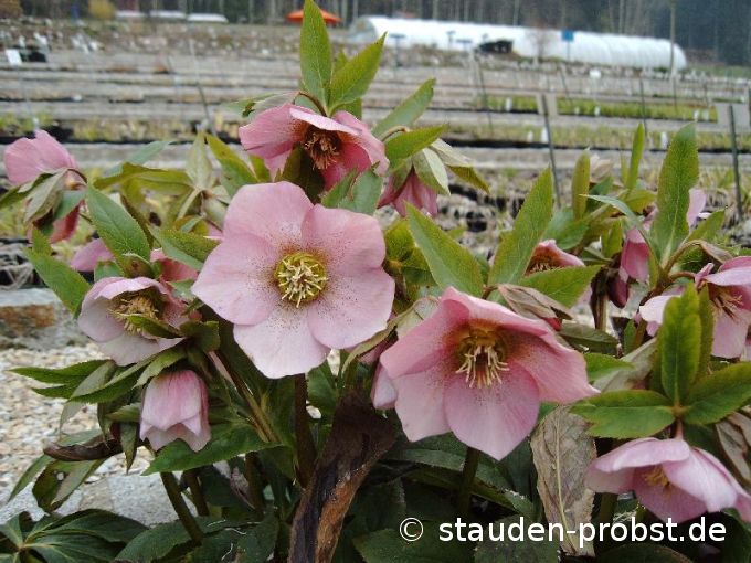 Helleborus orientalis - Christrose