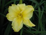hemerocallis-african-timber