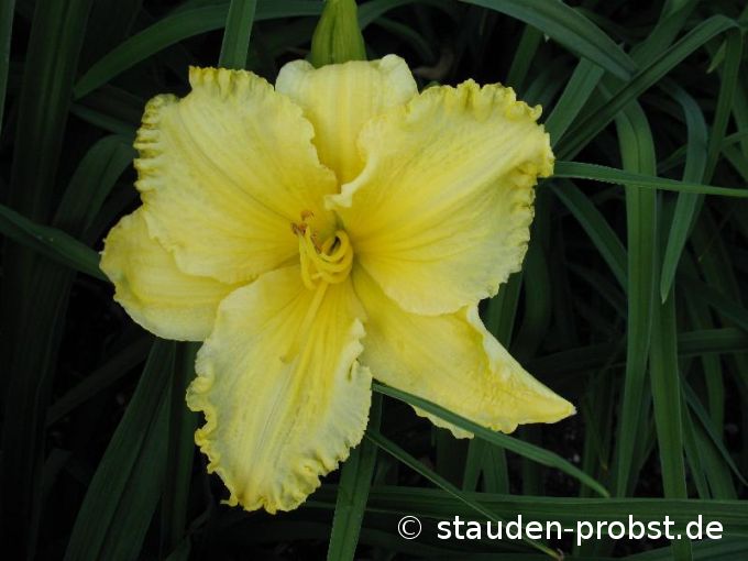 Hemerocallis 'African Timber' - Taglilie