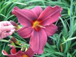 hemerocallis-american-revolution-2