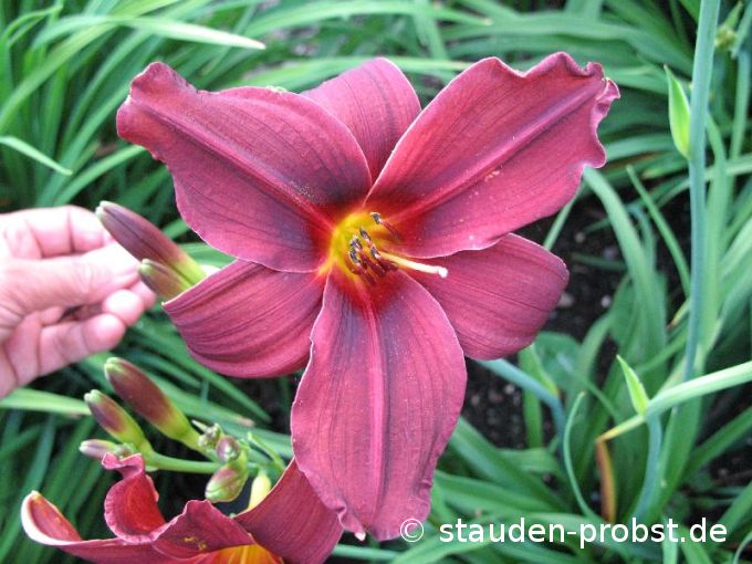Hemerocallis 'American Revolution' - Taglilie