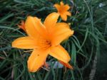 hemerocallis-aten