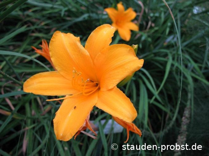 Hemerocallis 'Aten' - Taglilie