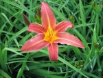 hemerocallis-autumn-red