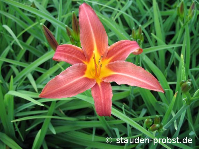Hemerocallis 'Autumn Red' - Taglilie