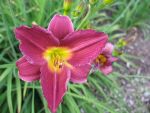 hemerocallis-barbary-corsair
