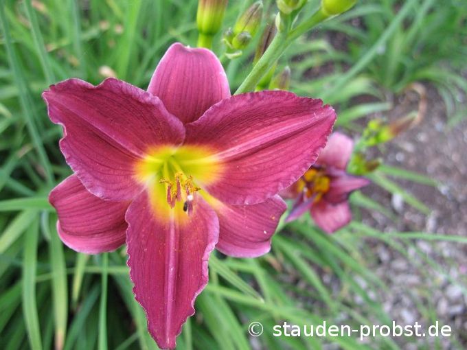 Hemerocallis 'Barbary Corsair' - Taglilie