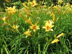 hemerocallis-bonanza-3