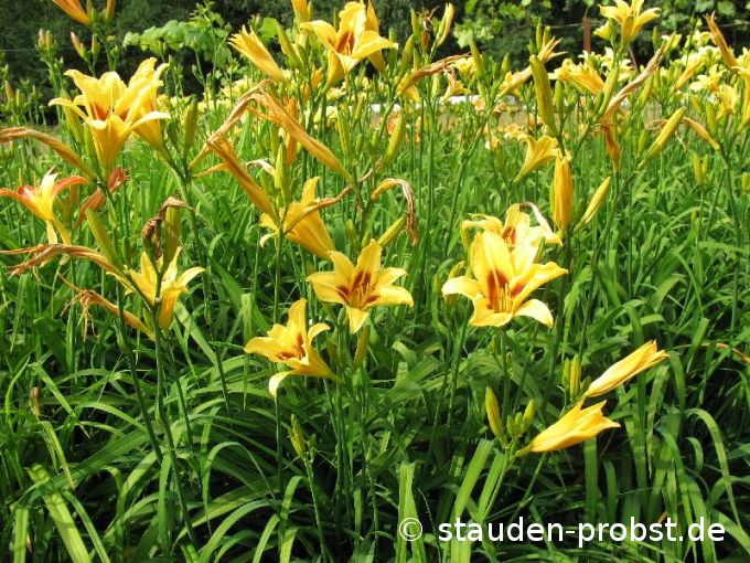 Hemerocallis 'Bonanza' - Taglilie