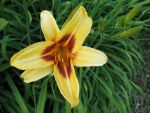 hemerocallis-bonanza