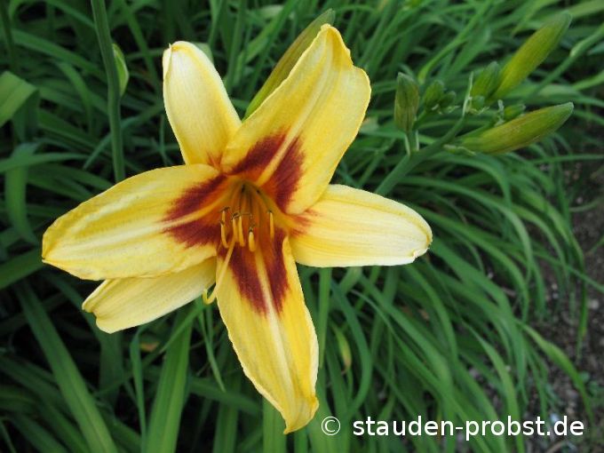 Hemerocallis 'Bonanza' - Taglilie