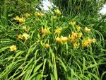hemerocallis-burning-daylight-2
