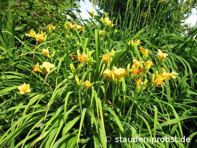 Hemerocallis 'Burning Daylight' - Taglilie