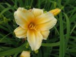 hemerocallis-burrning-daylight
