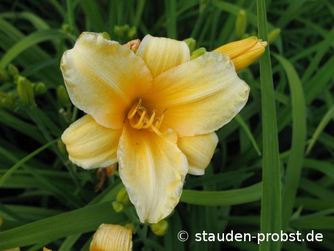 Hemerocallis 'Burning Daylight' - Taglilie