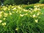 hemerocallis-butterpat-2