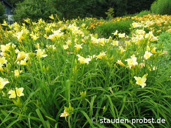 Hemerocallis 'Butterpat' - Taglilie