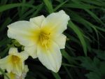 hemerocallis-butterpat