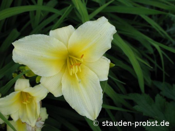 Hemerocallis 'Butterpat' - Taglilie