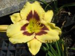 hemerocallis-canadian-border-patrol