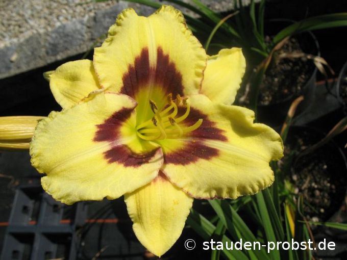 Hemerocallis 'Canadian Border Patrol' - Taglilie