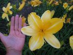 hemerocallis-carthwheels