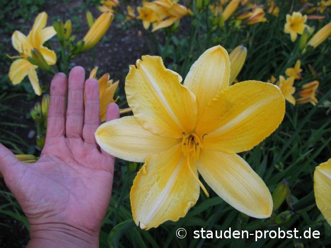 Hemerocallis 'Carthwheels' - Taglilie