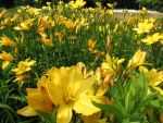 hemerocallis-cartwheels-2