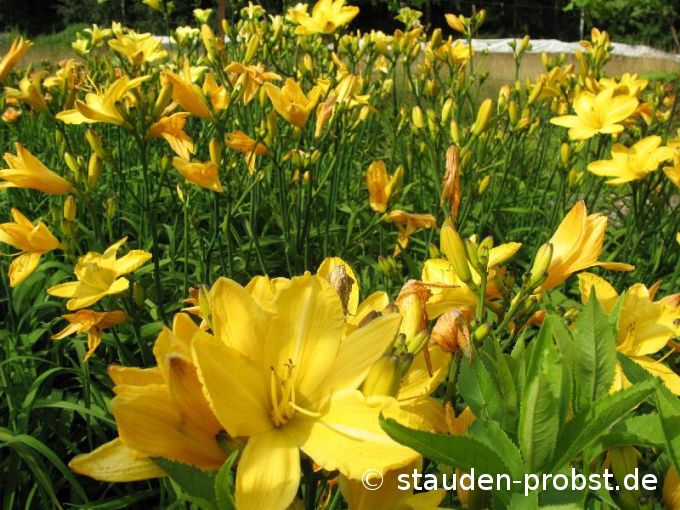 Hemerocallis 'Cartwheels' - Taglilie