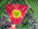 hemerocallis-christmas-is