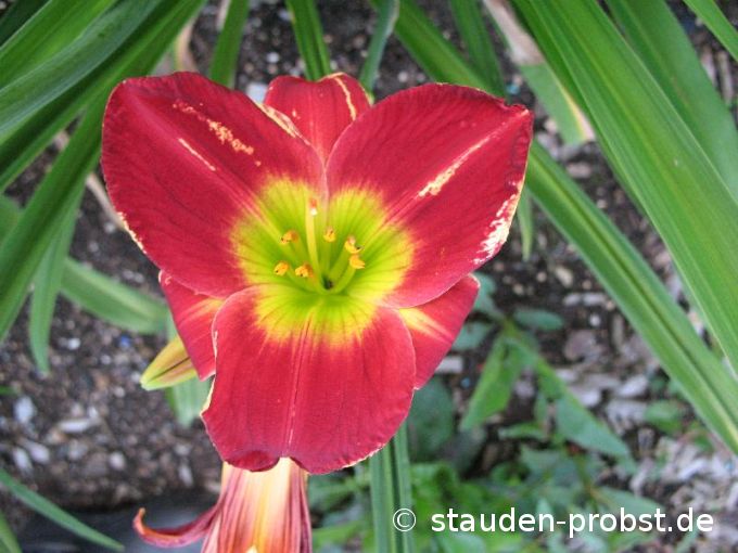Hemerocallis 'Christmas Is' - Taglilie
