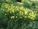 hemerocallis-citrina-2
